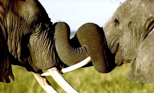 As asociacións de defensa dos animais defenden a ampla capacidade cognitiva dos elefantes