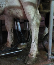 O sector leiteiro segue sen ver unha vía de solución ao seu problema