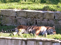 Un tigre no Vigozoo