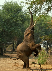 A caza de elefantes estaba prohibida dende 1995