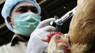 Estes anticorpos axudarían a combater, entre outras, a gripe aviaria