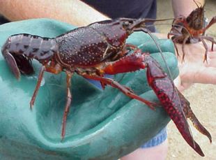 O cangrexo vermello ou americano é unha das especies foráneas introducidas nos ecosistemas europeos