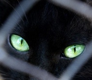 A superstición persegue os gatos dende hai séculos