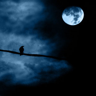Paxaro fronte á lúa chea / Flickr: *L*u*z*a*