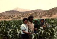 Plantación de millo en Eritrea