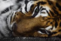 O tigre poderíase extinguir para 2022