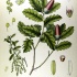 Quercus Lusitanica