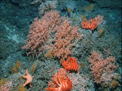 No estudo figuran corais de todas as cores posíbeis