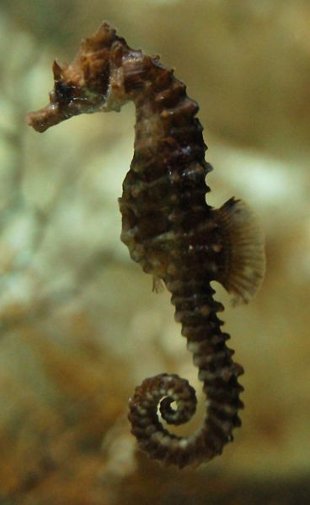 Un exemplar de Hippocampus guttulatus / Flickr: Matt Foster