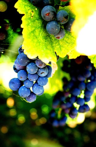 Os produtores definen o viño como produto natural, non como droga.