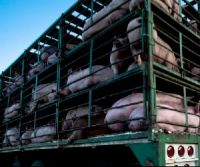 Os porcos poden ser transportados durante 24 horas seguidas