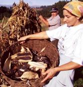 A semente do millo corvo remóntase até o 1618 (Foto: Asociación Cultural Meiro)