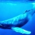 Balea xibarte