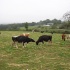 Vacas