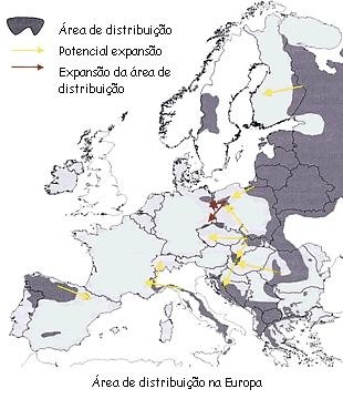 Distribución do lobo en Europa