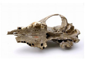 Cráneo do can prehistórico / Mietje Germonpré