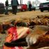 580 escopetas para matar 47 raposos