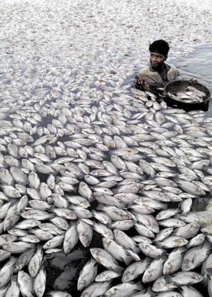 Máis da metade das poboacións comerciais de peixe mundial están sobreexplotadas