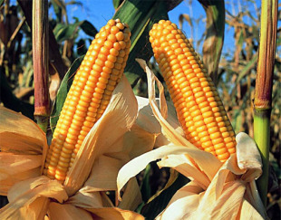 Monsanto ten permiso para cultivar transxénicos en Arzúa, Ribeira, Mesía, Vilalba e Chantada