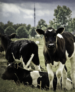 Vacas frisoas / Flickr: jelleprins