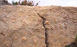 Unha imaxe das rochas nas que se atoparon os restos das esponxas