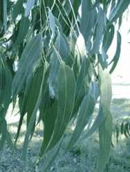 O eucalipto é unha das especies foráneas máis estendida polo país