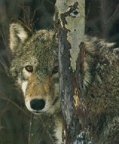 'Canis lupus signatus', nome científico do lobo galego