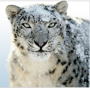 O leopardo da neve que simboliza o felino sistema operativo de Apple