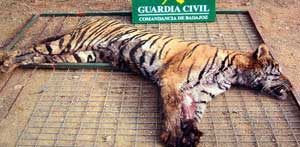Un tigre decomisado nunha cacería ilegal