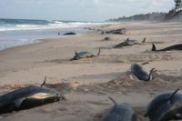 Un 200 mamíferos mariños vararon nas nosas costas en 2007