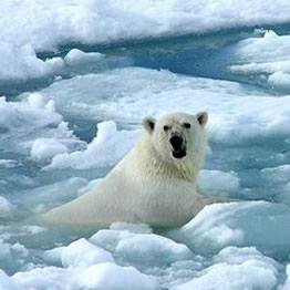Os osos polares nadan por onde antes camiñaban