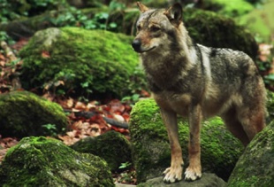 "O lobo é unha especie patrimonio cultural e biolóxico do noso país", din dende Unións Agrarias