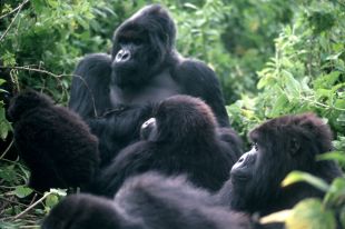 O gorila é unha das especies en perigo de extinción