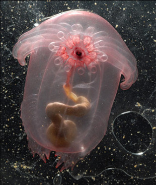 O "cogombro de mar transparente" foi localizado no Golfo de México a 2.750 metros de profundidade