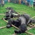 Unha cacería de gorilas en Ruanda