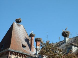 Niños de cegoñas no tellado dunha casa alsaciana / Flickr: lessi2306
