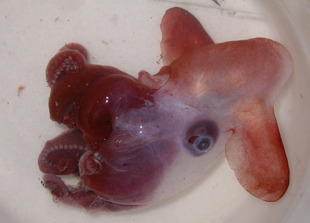 O "Octópodo dumbo" é unha extraña medusa con aletas