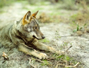 As poboacións illadas corren o risco de que o lobo galego desapareza, e cada vez hai máis / Foto: Ascel