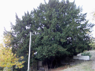 Teixo de Cereixido