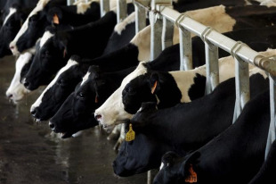 O 88% do leite galego está en mans foráneas, que lle tiran a meirande parte do beneficio
