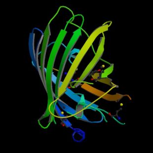Estrutura da proteína GFP / Imaxe: RCSB Protein Data Bank
