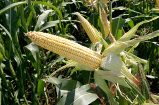 Do millo transxénico tamén se derivan o almidón, a sémola ou a fructosa