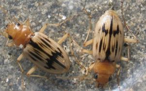 O coleóptero Eurynebria complanata é outra especie protexida que abonda na Frouxeira
