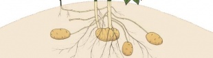A pataca, raíz da súa pranta