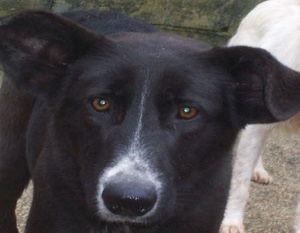 Xela, outra das cadelas que viven n'A Picaraña