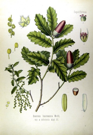 Lámina do Quercus Lusitanica (Carballo anano)