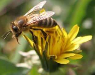 As abellas adestradas detectan as minas antipersoais