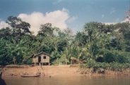 A ribeira do Amazonas