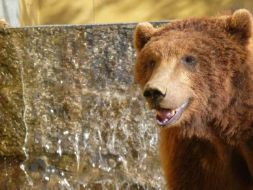 Un oso no Vigozoo / Imaxe: web do zoolóxico vigués
