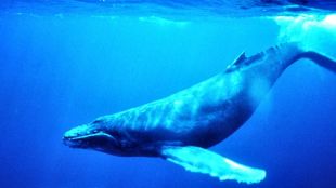 Unha balea xibarte, na auga